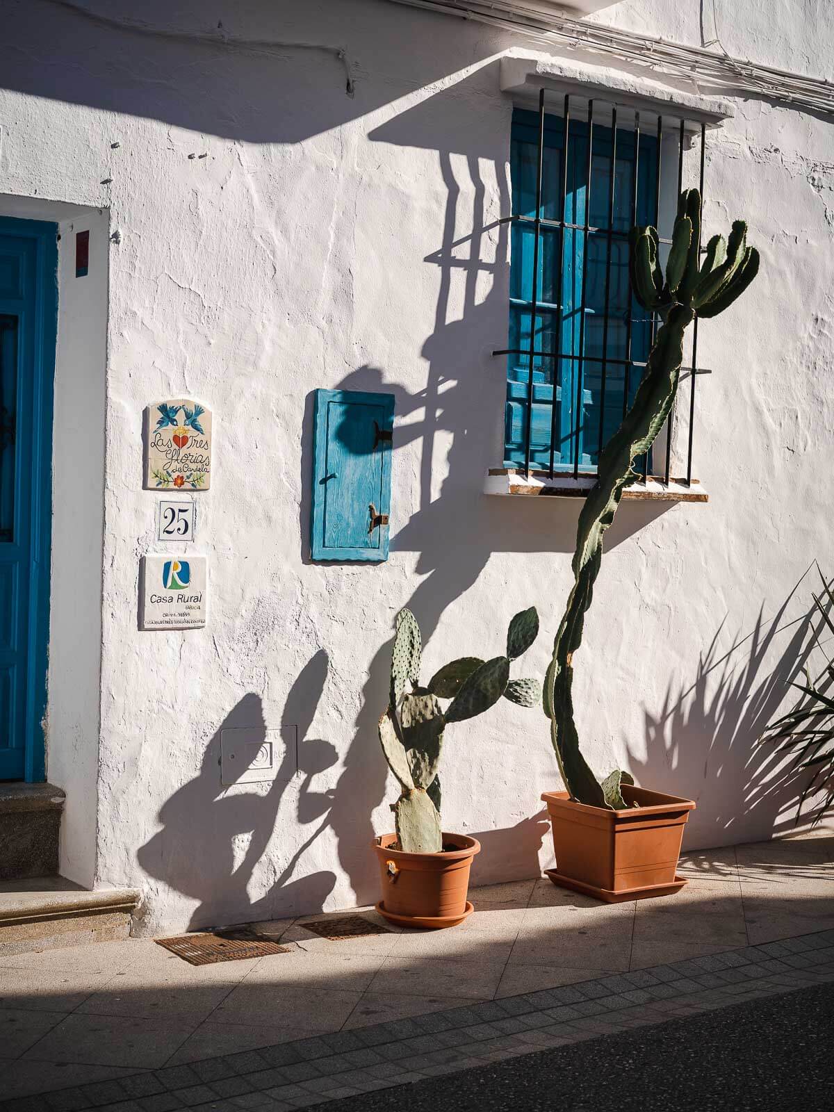 A cactus in a terracotta pot casting a shadow against a white wall in Frigiliana.