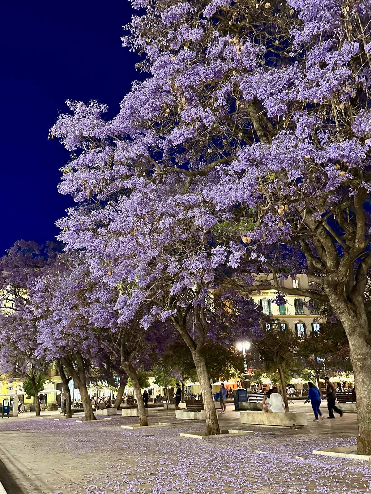 jacarandas tree blooming in Plaza de la Merced, Malaga.